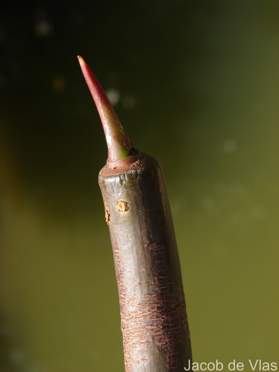 Rhizophora mucronata Poir.